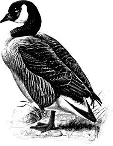 Birdcraft (1903), plate 76