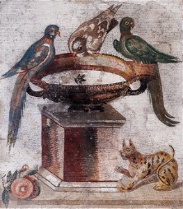 Birds drinking MAN Napoli Inv9992