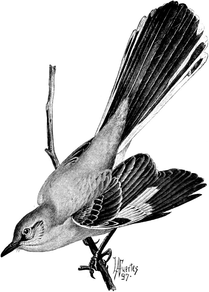 Birdcraft (1903), plate 12