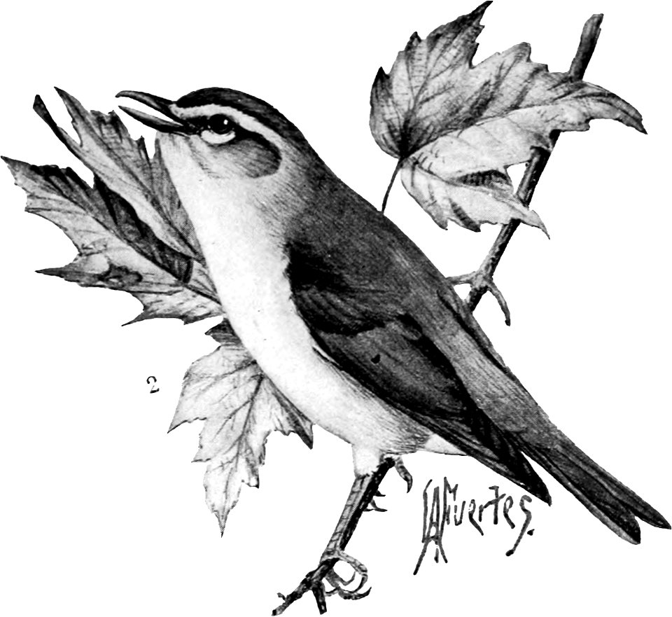 Birdcraft (1903), plate 17-2