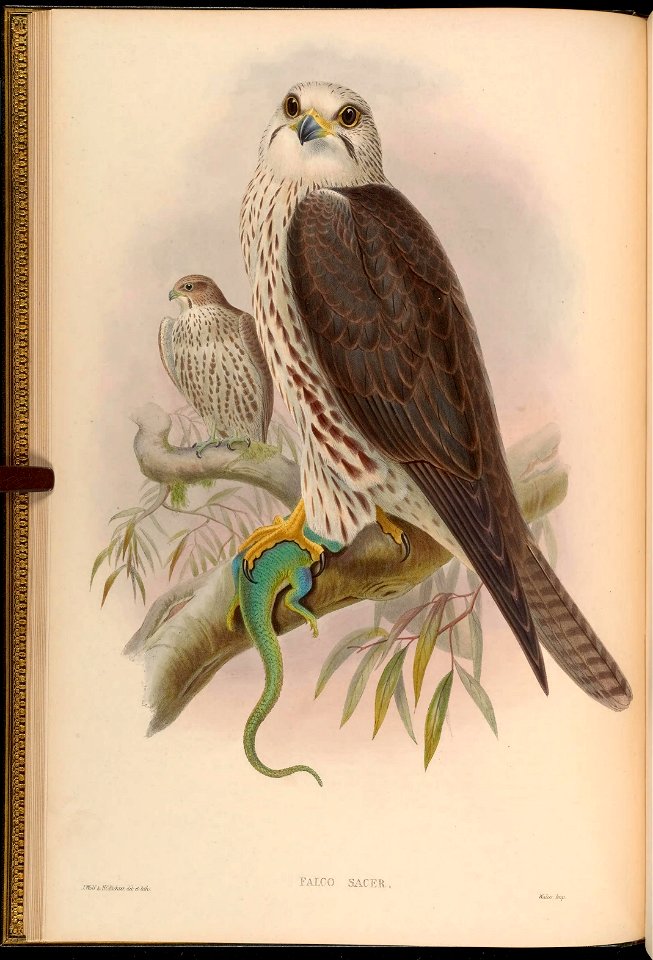 BirdsAsiaJohnGoIGoul 0044