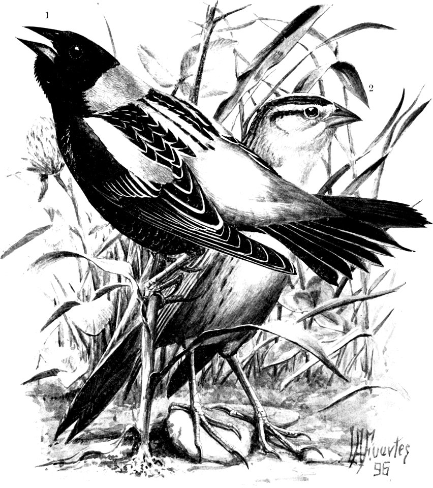 Birdcraft (1903), plate 35