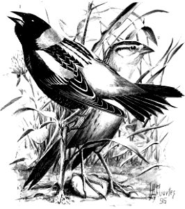 Birdcraft (1903), plate 35