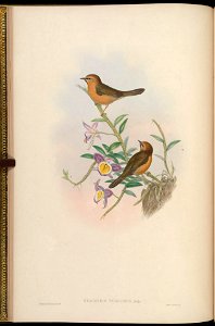 BirdsAsiaJohnGoIVGoul 0044