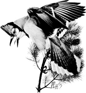 Birdcraft (1903), plate 40
