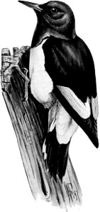 Birdcraft (1903), plate 48