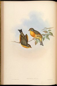 BirdsAsiaJohnGoIVGoul 0068