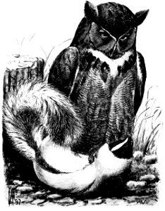 Birdcraft (1903), plate 54
