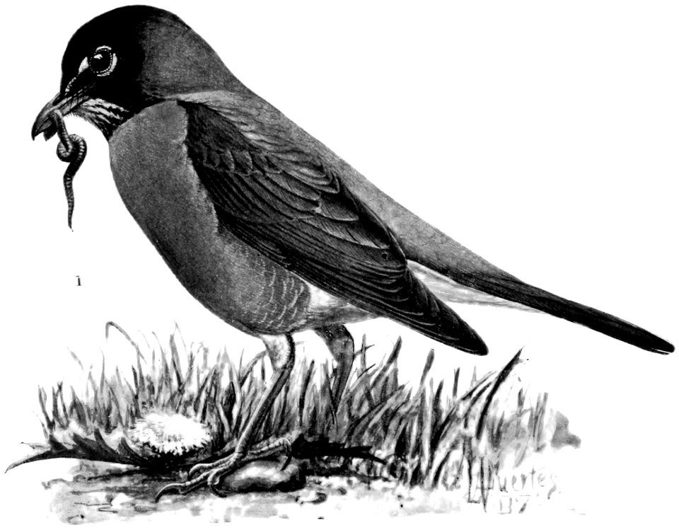 Birdcraft (1903), plate 6-1