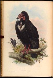 BirdsAsiaJohnGoIGoul 0028