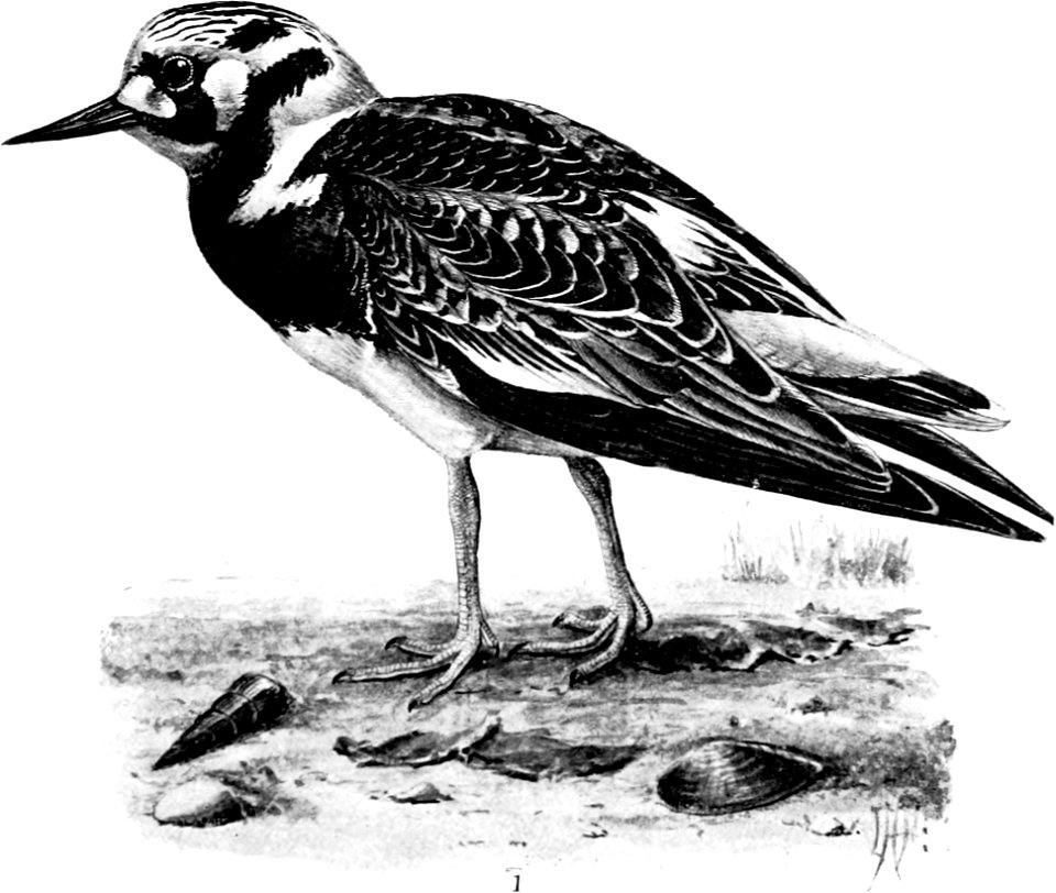 Birdcraft (1903), plate 64-1