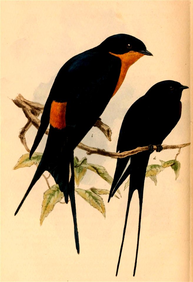 Birds of South Africa - IX