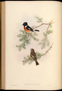 BirdsAsiaJohnGoIVGoul 0144