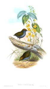 BirdsAsiaJohnGoIVGoul 0012