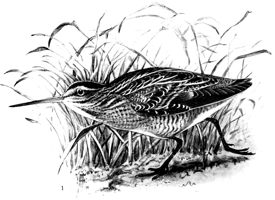 Birdcraft (1903), plate 67-1