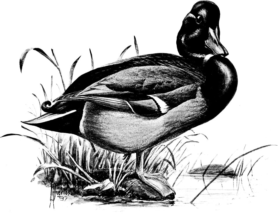 Birdcraft (1903), plate 71
