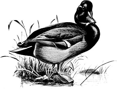 Birdcraft (1903), plate 71