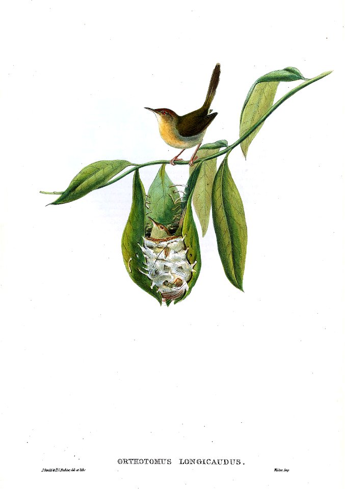 BirdsAsiaJohnGoIVGoul 0036
