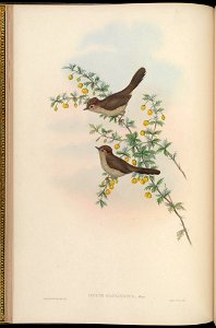 BirdsAsiaJohnGoIVGoul 0052