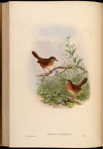 BirdsAsiaJohnGoIVGoul 0220