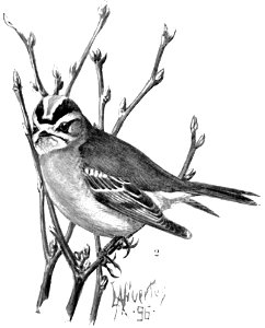Birdcraft (1903), plate 8-2