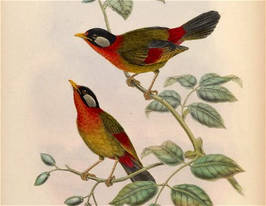 BirdsAsiaJohnGoIVGoul 0076 (cropped)