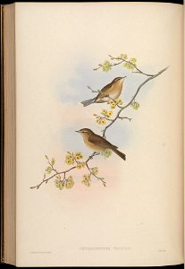 BirdsAsiaJohnGoIVGoul 0244
