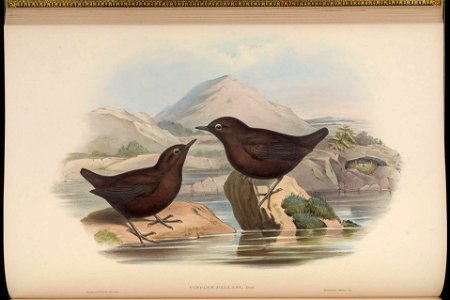 BirdsAsiaJohnGoIVGoul 0096