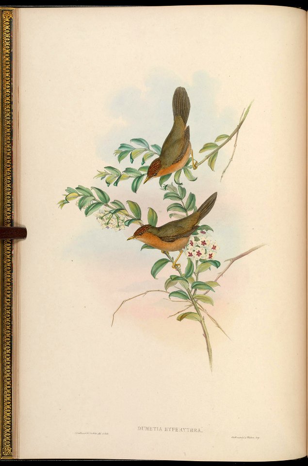 BirdsAsiaJohnGoIVGoul 0032