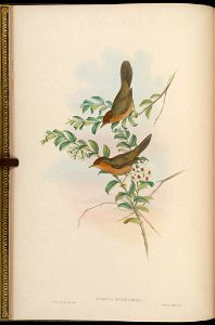BirdsAsiaJohnGoIVGoul 0032