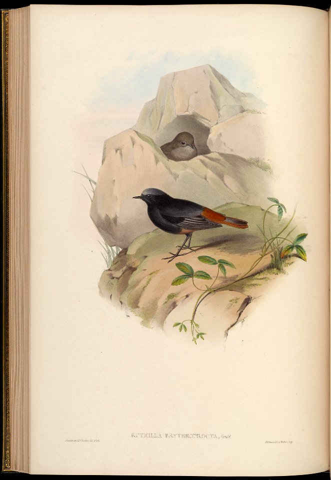 BirdsAsiaJohnGoIVGoul 0156