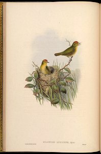 BirdsAsiaJohnGoIVGoul 0048