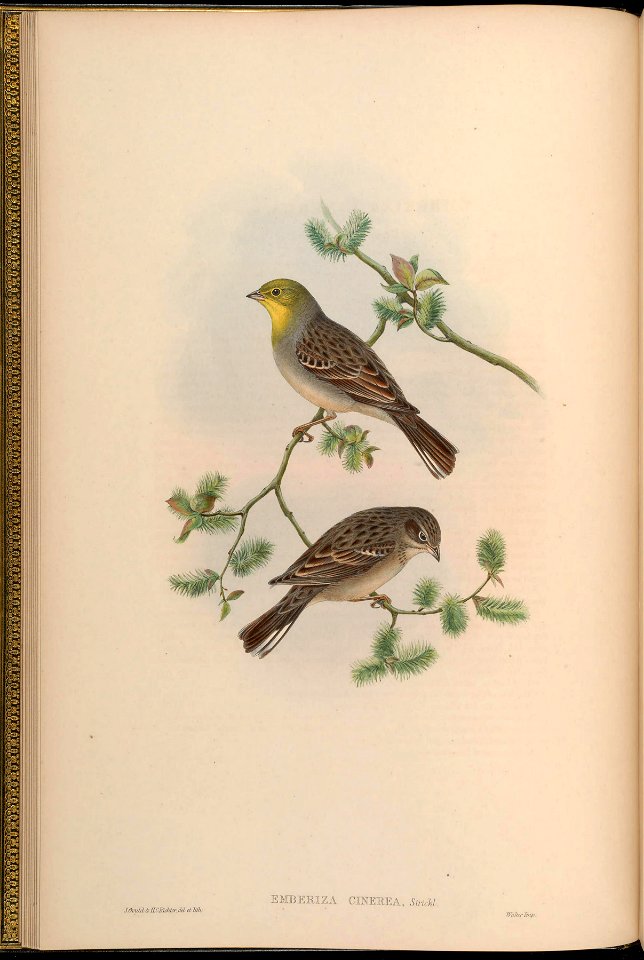 BirdsAsiaJohnGoVGoul 0040