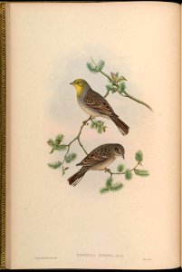 BirdsAsiaJohnGoVGoul 0040
