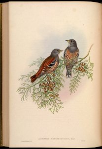 BirdsAsiaJohnGoIVGoul 0180