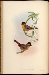 BirdsAsiaJohnGoIVGoul 0072
