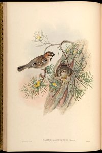 BirdsAsiaJohnGoVGoul 0068