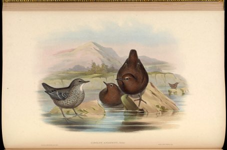 BirdsAsiaJohnGoIVGoul 0092