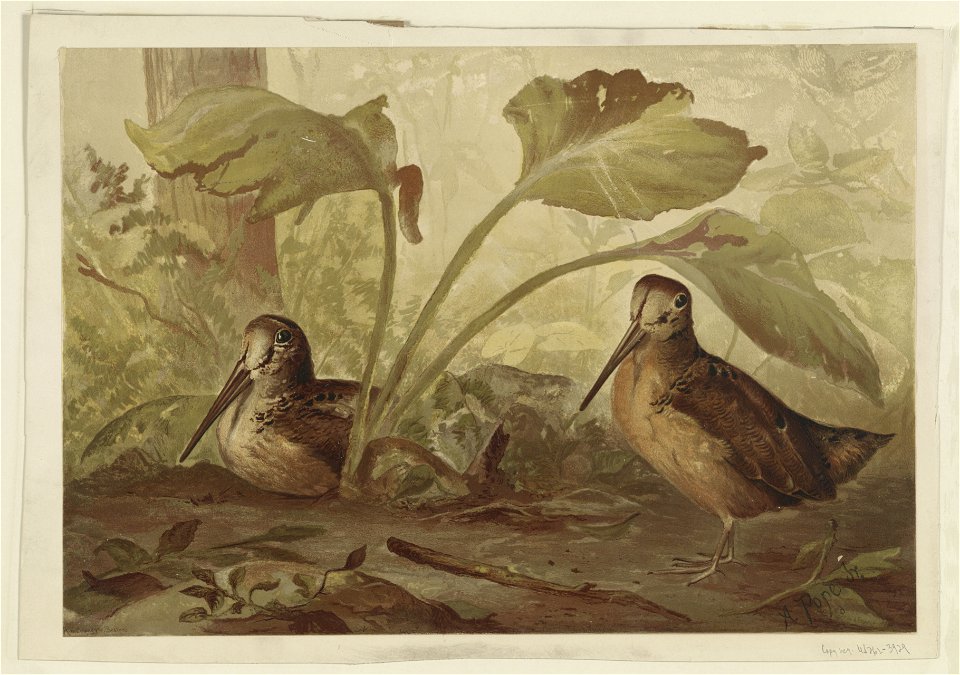 Birds in the woods LCCN2003654026
