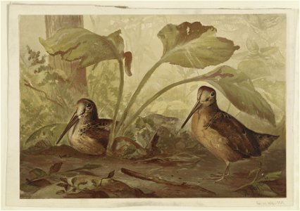 Birds in the woods LCCN2003654026