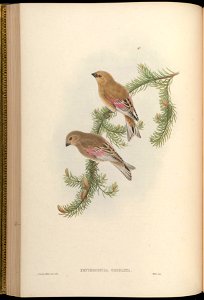 BirdsAsiaJohnGoVGoul 0124