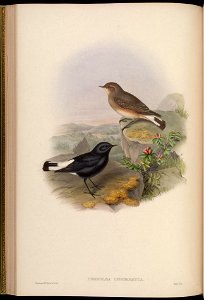 BirdsAsiaJohnGoIVGoul 0116
