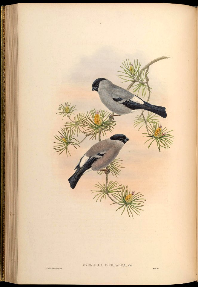 BirdsAsiaJohnGoVGoul 0168