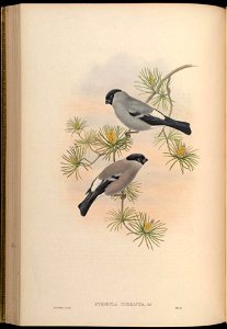 BirdsAsiaJohnGoVGoul 0168