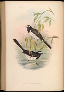 BirdsAsiaJohnGoIVGoul 0252