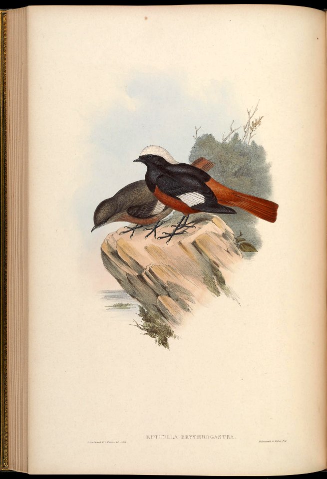 BirdsAsiaJohnGoIVGoul 0152