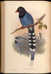BirdsAsiaJohnGoVGoul 0192