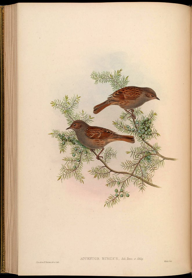 BirdsAsiaJohnGoIVGoul 0176