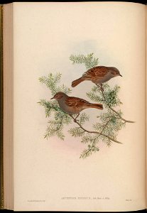 BirdsAsiaJohnGoIVGoul 0176