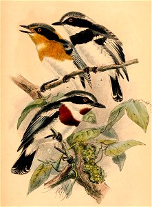 Birds of South Africa - X